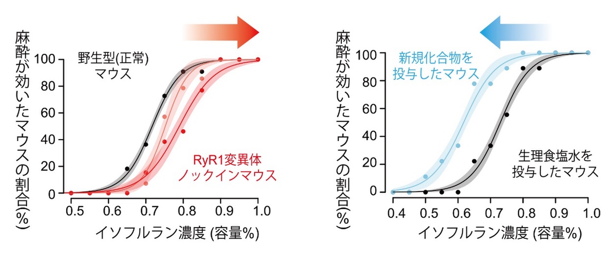 吸入麻酔はなぜ効くのか？ 完全には解明されていないその仕組みを研究