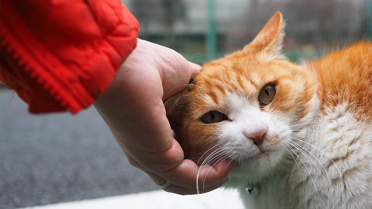 港区の古民家街で撮る猫フォト＆撫で撫で体験！ 左手で撫でながら撮影できるカメラを持とう