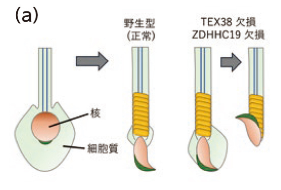 精子形成の正常プロセスが判明！男性不妊症の解明や男性用避妊薬の開発に道